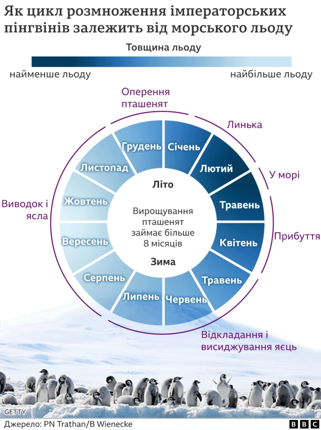 пінгвіни