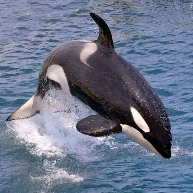 Orca