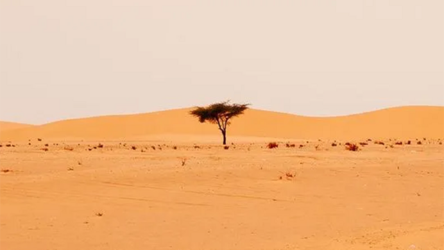 Selon les chercheurs des millions d'arbres comme celui-ci existent dans le Sahara