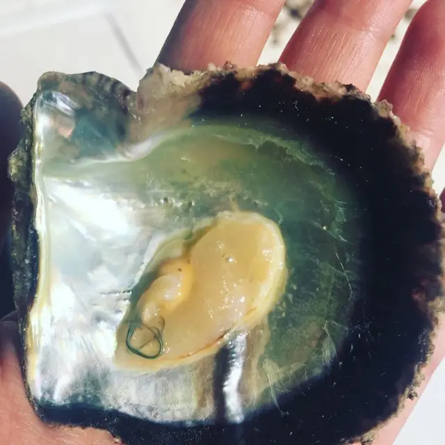 صياد يمسك بمحارة فيها لؤلؤة