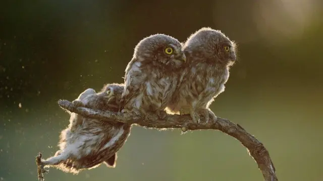 Coruja 'pede socorro'