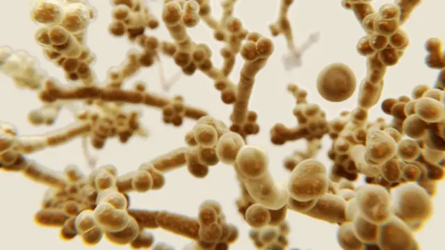 Ilustración del Candida auris