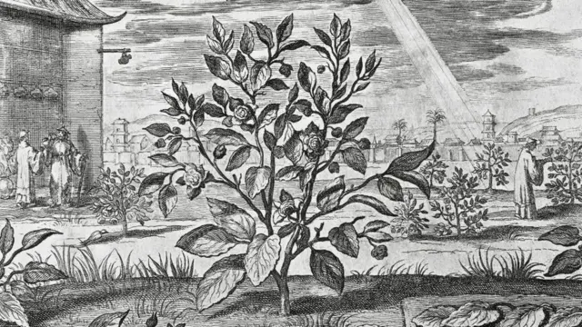 चाय का पौधा