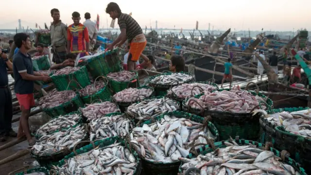 নানা জাতের ও আকারের মাছ