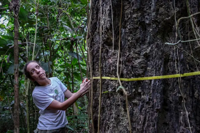 Erika Berenguer avalia árvore na Amazônia