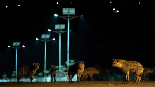 கழுதைப் புலி, பெருநகரங்கள், விலங்குகள், மனித-விலங்கு மோதல், குப்பைகள், சுகாதாரம்