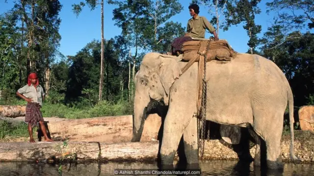 हाथी बहुत अधिक बोझ उठा सकते हैं