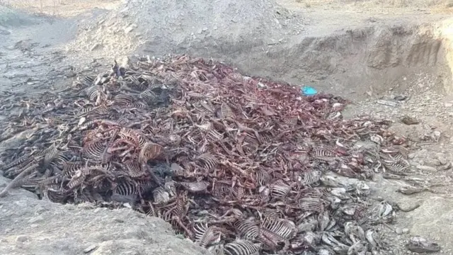 보츠와나의 고기와 가죽이 제거된 당나귀 시체 더미