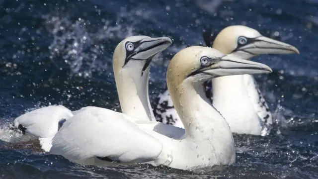 Северная олуша.