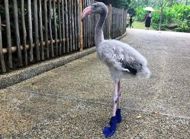 ফ্লেমিঙ্গো