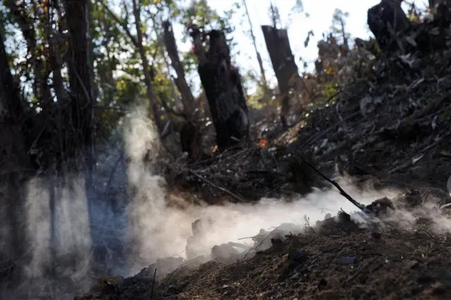 Incendio en un bosque