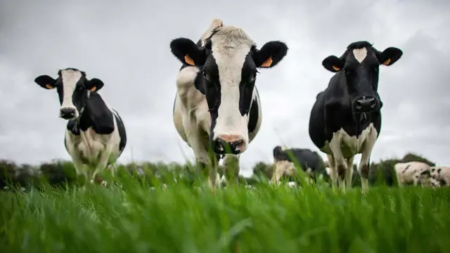 Cows in a field in France