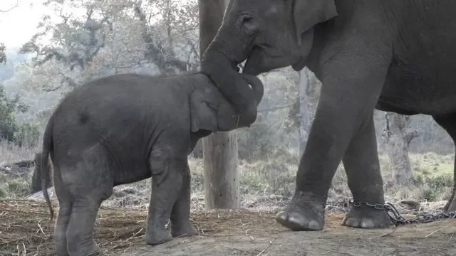 सौराह नजिकैको हात्ती प्रजनन केन्द्रमा ढोई र छावा