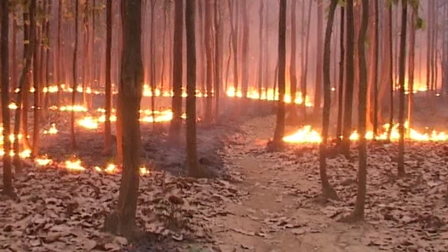 जंगल में आग