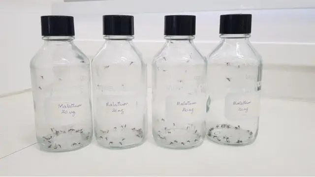 ایڈیِز ایجپٹی مچھر