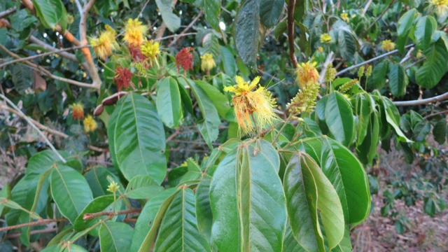 Árbol del género inga