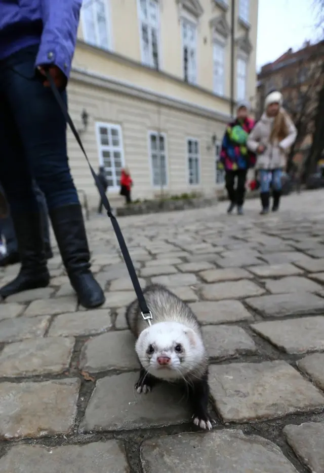 акція "Знімай хутро назавжди!"