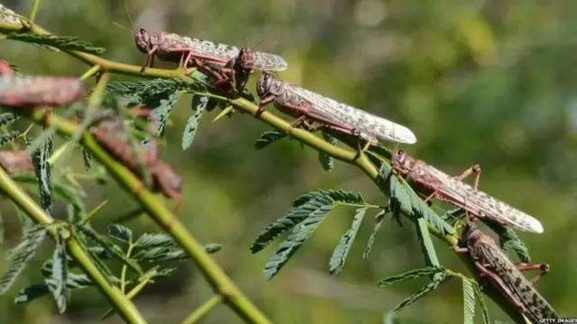 ਟਿੱਡੀ ਦਲ