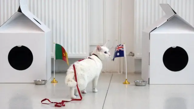 القط الأصمّ أخيل