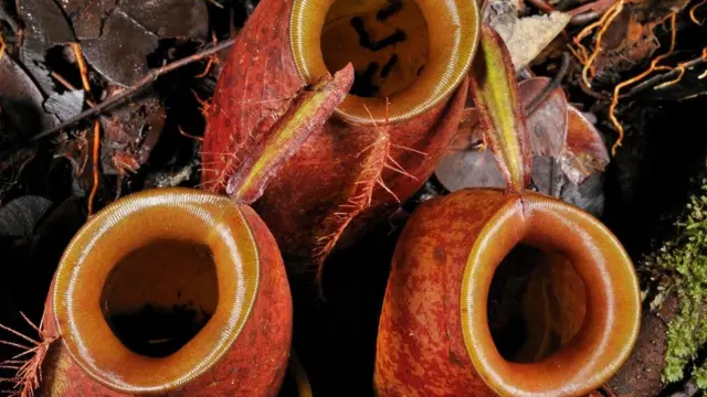 猪笼草的独特形状用于盛放米饭非常适合