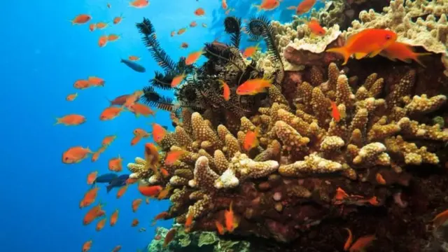 ஆஸ்திரேலியா பவள பாறைகள்