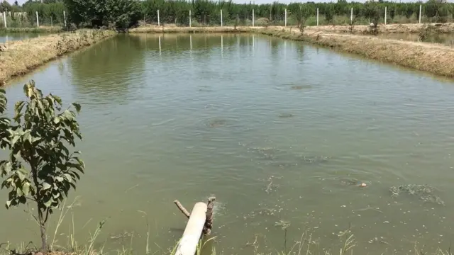مسئولان بخش پرورش ماهی در وزارت زراعت/کشاورزی می‌‎گویند علاقمندی برای پرورش ماهی حال بیشتر شده است