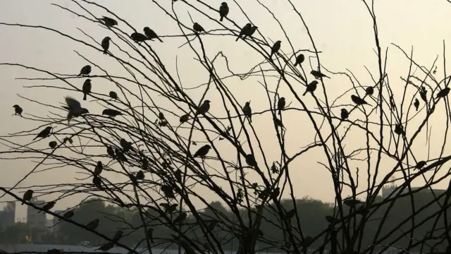 ચકલીઓની તસવીર