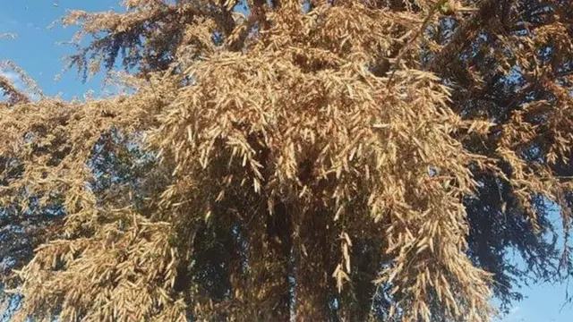 ኣብ ኣዝርእትን ኣግራብን ዝዓለበ ዕስለ ኣንበጣ