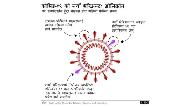 ओमिक्रोन बुझाउने ग्राफ