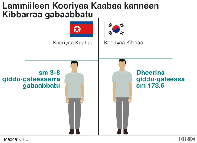 Dhiirri Kooriyaa Kaabaa kanneen Kibbarraa sm 3 - 8 tiin gabaabbatu