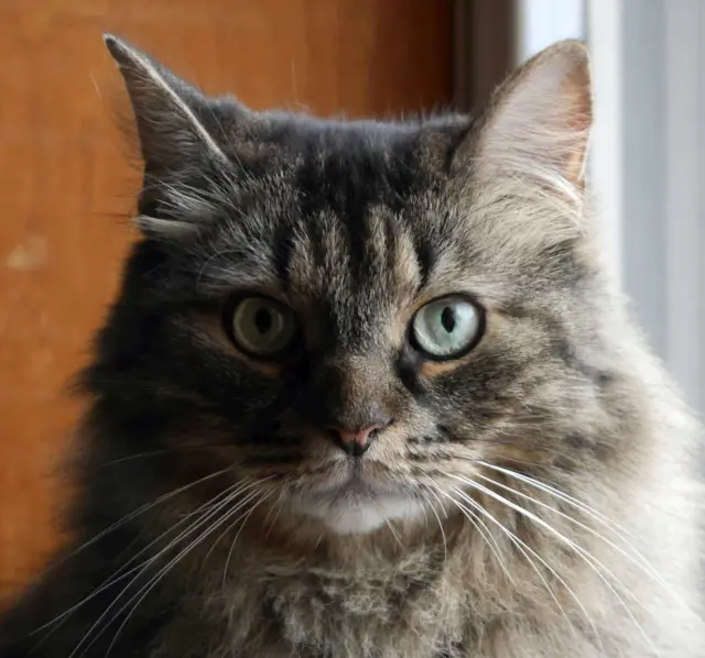 "Темная сторона"