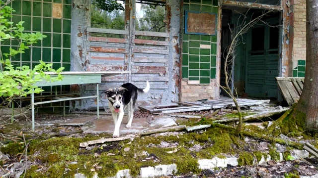 Часть собак в зоне отчуждения - потомки тех животных, которых бросили хозяева, спасаясь от радиации. Остальные просто приблудились