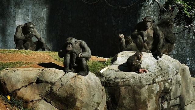 Grupo de chimpanzés