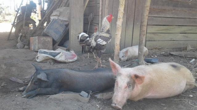 Animais que eram da criaçãoas melhores apostas de futebolEidi e Romildo