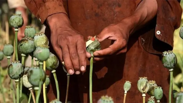 ప్రపంచవ్యాప్తంగా ఉపయోగించే హెరాయిన్లో 85శాతం అఫ్గానిస్తాన్ నుంచే ఉత్పత్తి అవుతుంది.