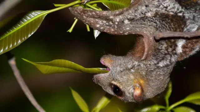 Colugo comendo folhavbet registrationárvore