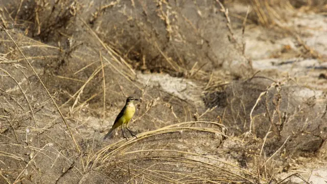 Побережье в паутине