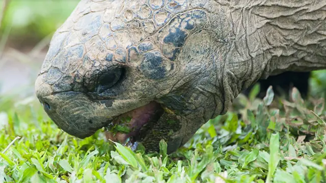 Tortuga gigante comiendo vegetación