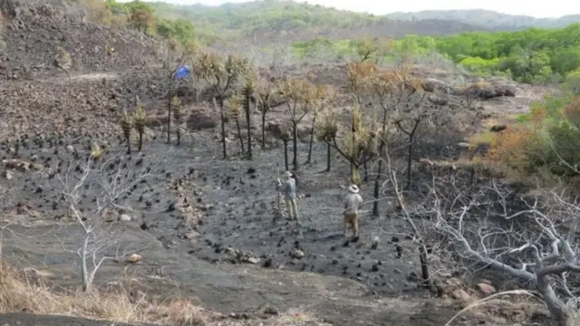 माबुयाग टापुमा फेला परेको केरा खेतीस्थल