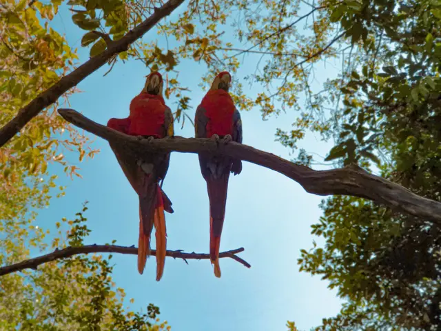 Dos guacamayas rojas