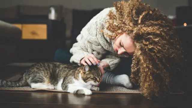 gatos, animales, ciencia