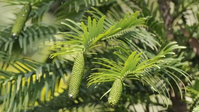 أشجار ووليمي