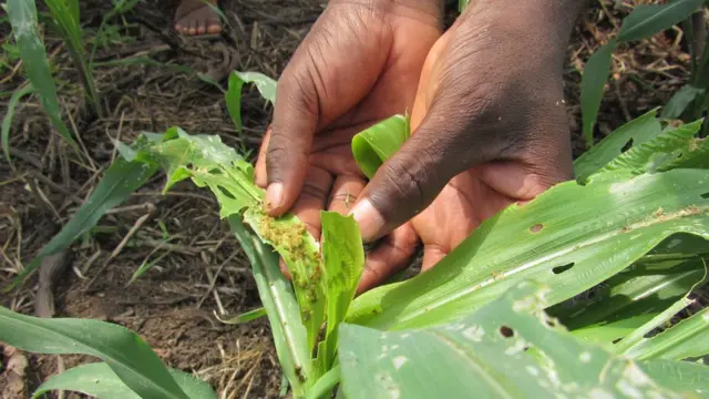 Depuis que le maïs était tout petit, il a été infesté par les chenilles et nous avons commencé à pulvériser le champ