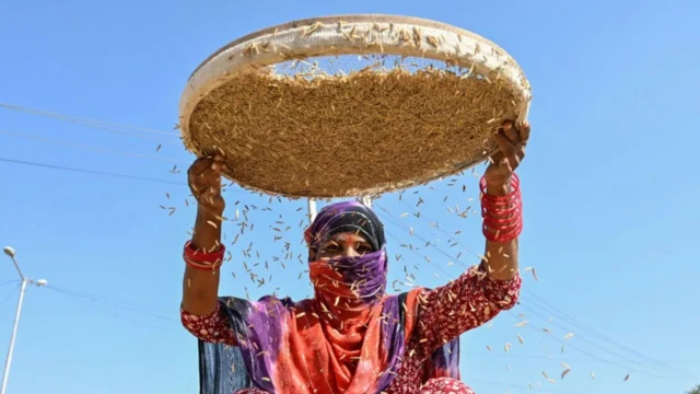 ਖੇਤੀਬਾੜੀ