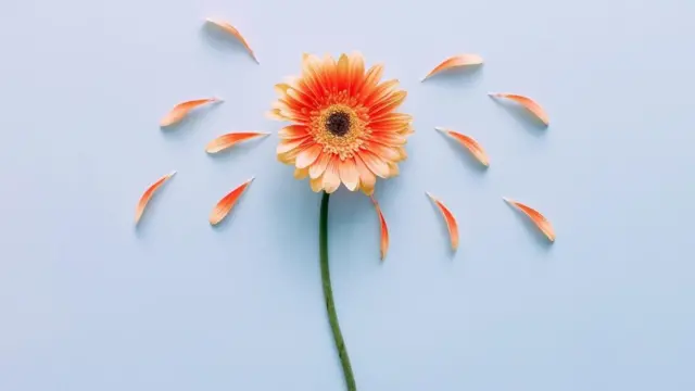 زهرة تتساقط أوراقها