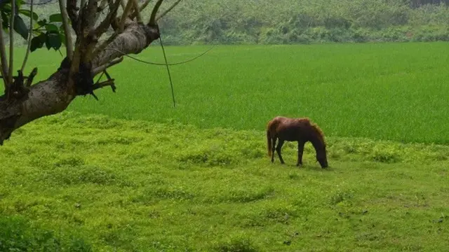 একসময় এখান থেকে পাট বহনকারী জাহাজ যেত। কিন্তু এখন সেখানে ধানের ক্ষেত।