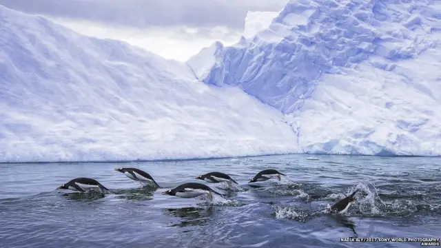 પૅન્ગિવન્સ એક સાથે પાણીની બહાર આવતો હોય તેવો ફોટો