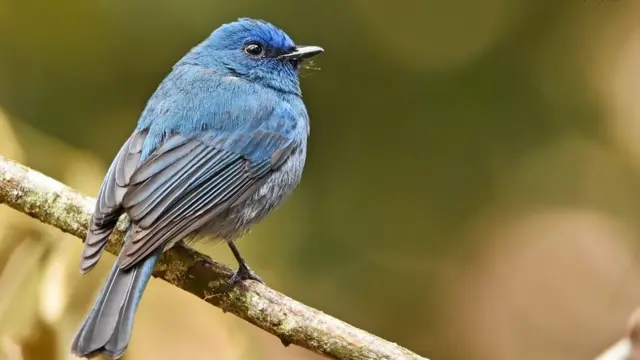 ‘யானை, சிறுத்தை, மற்றும் சில பறவைகள்’ - மசனக்குடி காடும், நீதிமன்ற தீர்ப்பும்