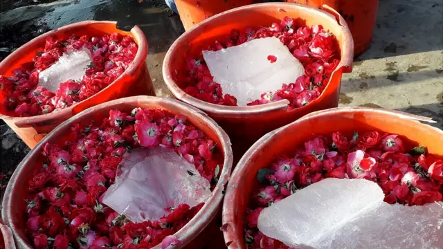 سُرخ گلابوں کا درخت سے درگاہ تک کا سفر