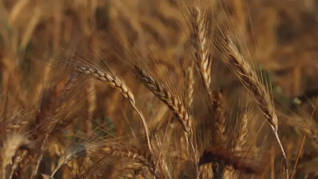 గోధుమ పంట